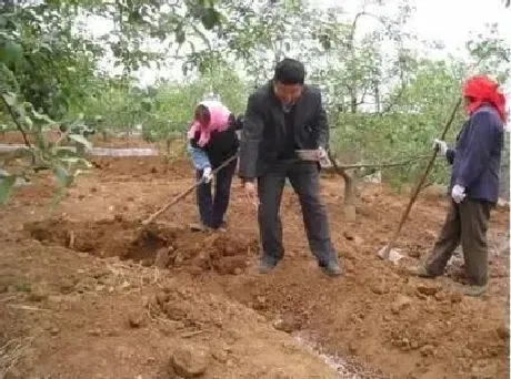 植物施肥|尿素撒在地上没下雨会蒸发吗，撒地里不下雨会失效吗）