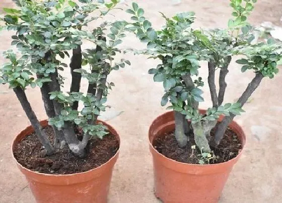 冬天植物|紫檀耐寒吗