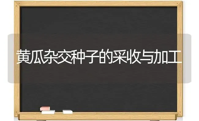 黄瓜杂交种子的采收与加工 | 蔬菜种植