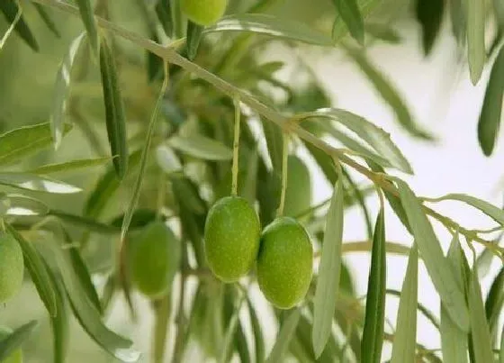 植物排行|旱生植物有哪些