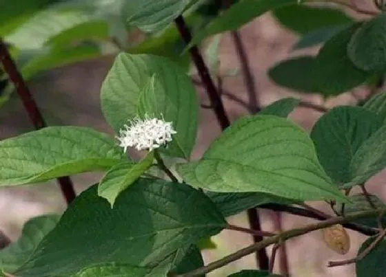 植物百科|红瑞木开花吗 开花什么样子