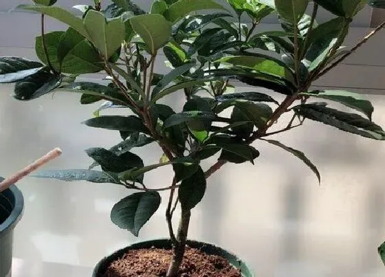 植物种类|四季桂是乔木还是灌木植物