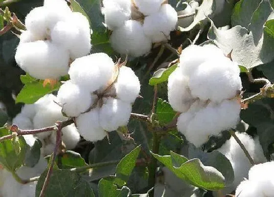 果实成熟|新疆的棉花什么时候采摘