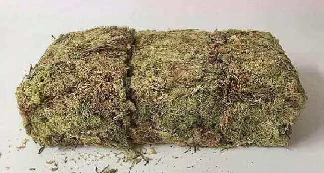 养殖科普|放在兰花盆土上的是什么苔藓（养兰花苔藓使用方法与技巧）