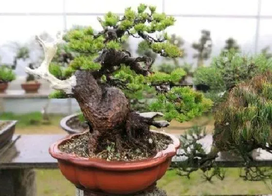 植物排行|日本松树盆景品种排名 哪个品种最好