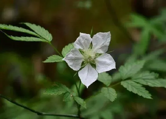 植物百科|榆树开花吗 开花是什么季节