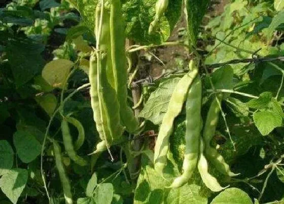 种植管理|黄瓜豆角几月份种植合适