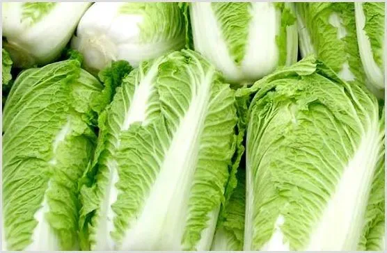 大白菜软腐病症状和防治措施 | 种植病虫害