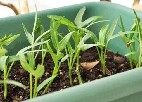 植物播种|空心菜什么时候播种合适