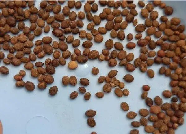植物发芽|凤仙花种子多久发芽