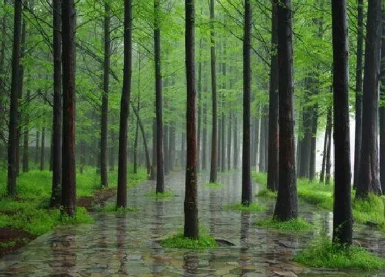 植物种类|水杉和杉树是一种树吗