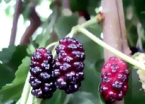 植物百科|桑葚属于什么植物类型