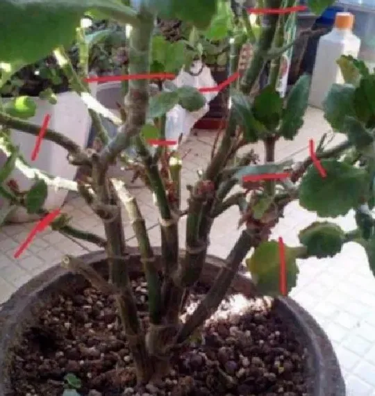 养殖方法|长寿花老桩可以剪秃吗（长寿花剪了留下老桩还能发芽吗）