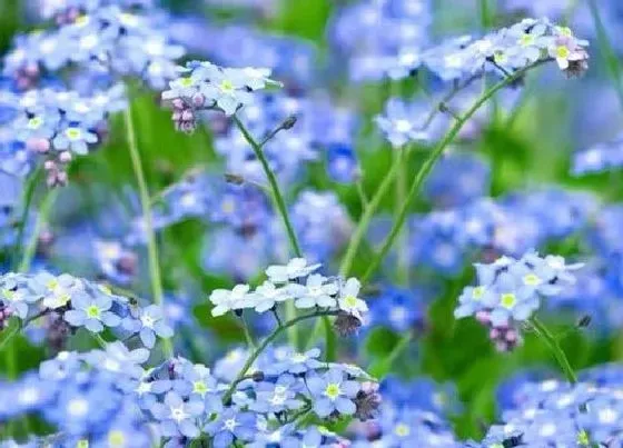 花语|什么花的花语是思念朋友