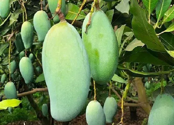 习性特点|芒果树长什么样子
