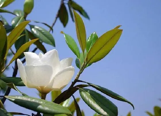 植物百科|玉兰树值钱吗 市场价格