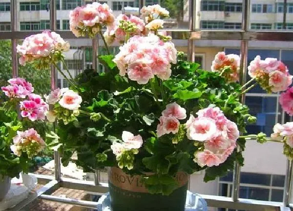 植物移栽|天竺葵上盆时间与养护方法