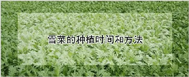 雪菜的种植时间和方法 | 自然知识