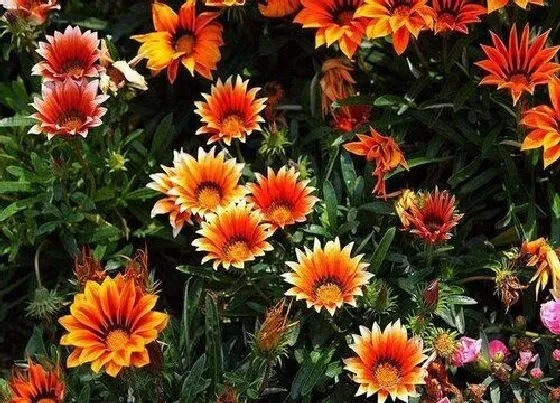 冬天植物|太阳花冬天会冻死吗