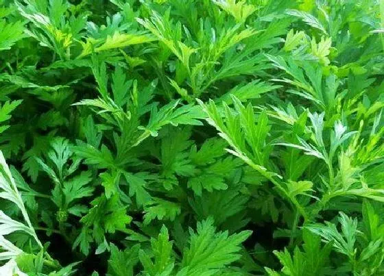 功效常识|蕲艾的功效与作用