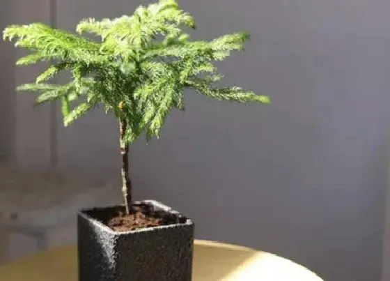植物修剪|澳洲杉盆景怎么修剪方法