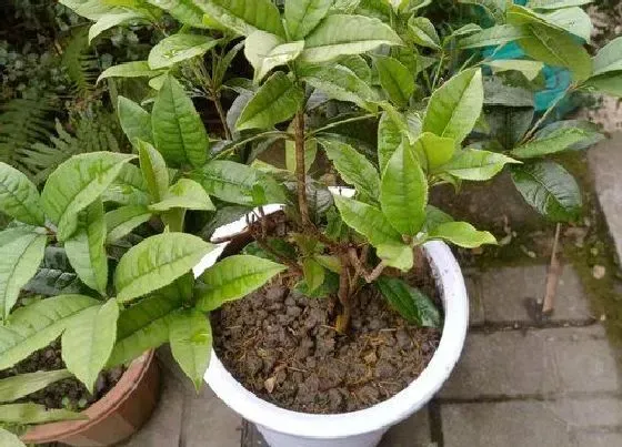 植物排行|秋天开花的植物有哪些