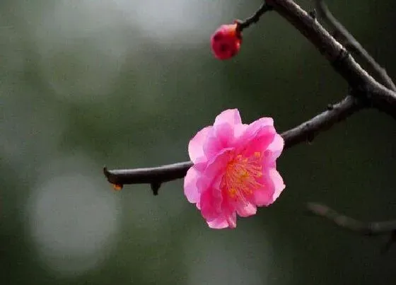 卷叶|梅花叶子卷曲原因与处理方法