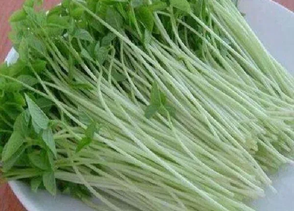 养殖方法|芽菜水培好还是土培好