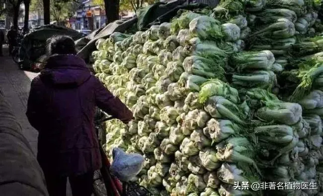 种植管理|越冬白菜什么时候收获，冬储大白菜如何收获与过冬贮藏）