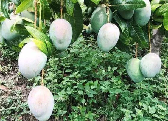习性特点|芒果树长什么样子