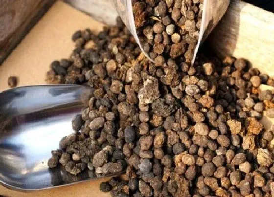 植物施肥|蝴蝶兰施什么肥好