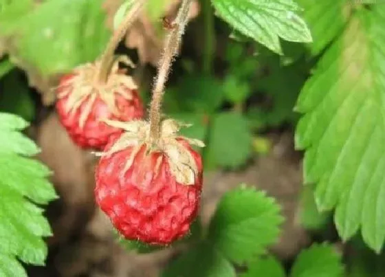 植物百科|草莓又叫什么名字