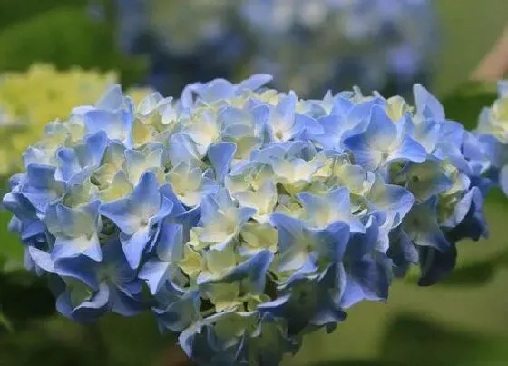 花朵|绣球花的特点