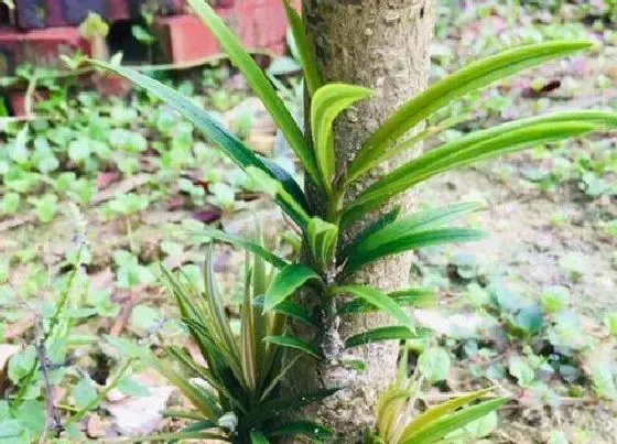 植物排行|一级保护植物有哪些