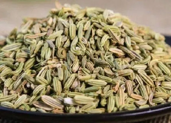 植物播种|茴香怎么留种子