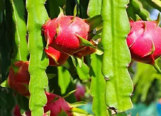 植物百科|火龙果从哪里长出来的