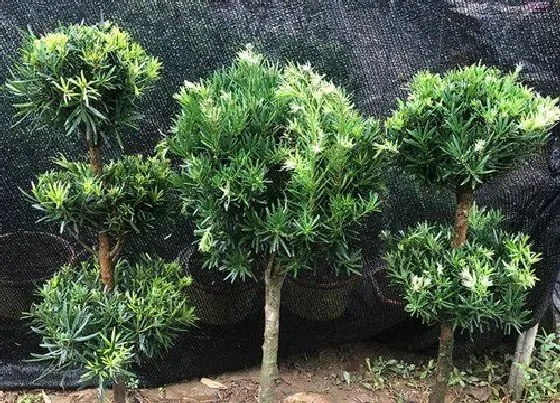 种植位置|罗汉松可以种在家门口吗