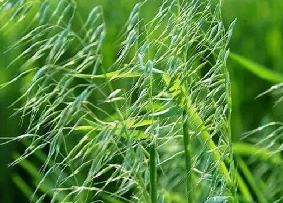 植物寓意|圆锥花序代表植物 圆锥花序的植物有哪些