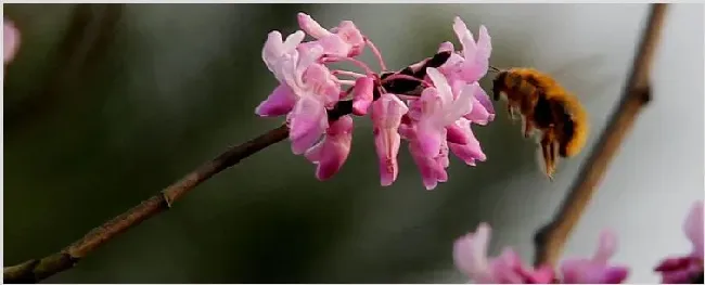 紫荆花种子可以种吗 | 自然知识