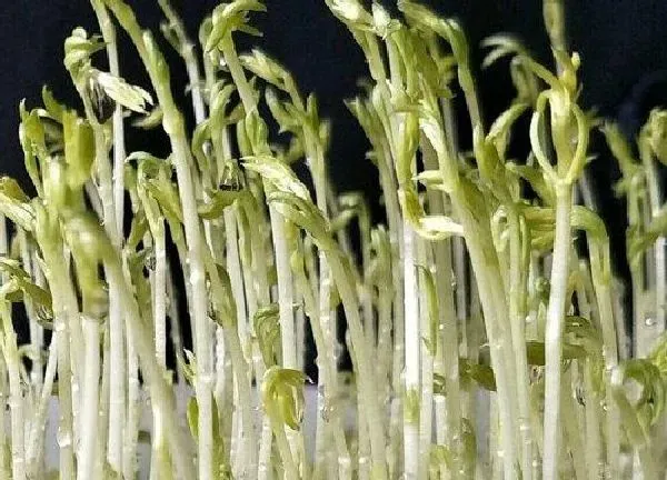 养殖方法|芽菜水培好还是土培好