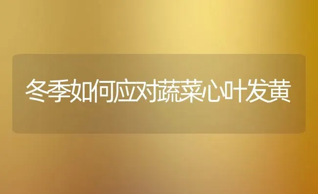 冬季如何应对蔬菜心叶发黄 | 蔬菜种植