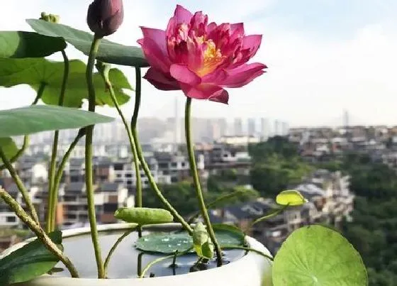 烂叶|碗莲的叶子烂了黑了怎么挽救 碗莲叶子发黑腐烂怎么办