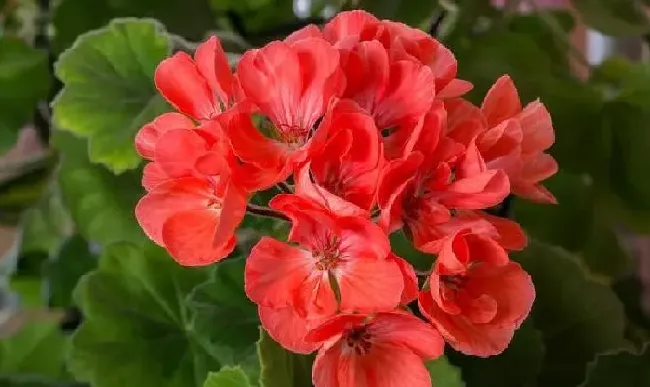 养殖方法|天竺葵适合养在家里吗（盆栽天竺葵养殖方法和注意事项）