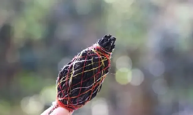 植物泡水|红茶有哪些品种前十名图片（最好喝的红茶排名前十名品牌）