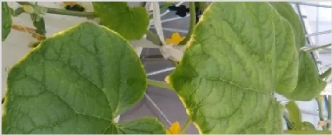 南瓜叶子卷缩是什么原因 | 种植技术