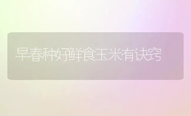 早春种好鲜食玉米有诀窍 | 粮油作物种植