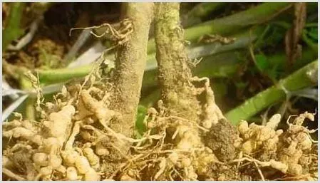 蔬菜根结线虫的防治方法 | 植物病害