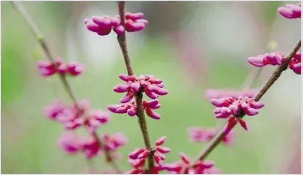 紫荆花种子可以种吗 | 自然知识