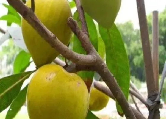 种植管理|蛋黄果树几年结果实