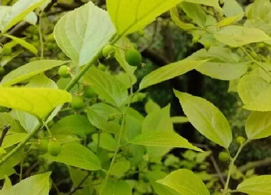 食用须知|朴树果实能吃吗